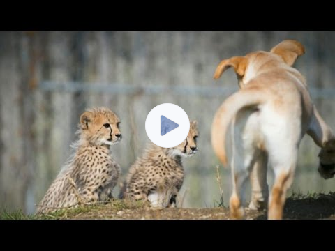Why are there Labrador retrievers in this zoo's cheetah exhibit?