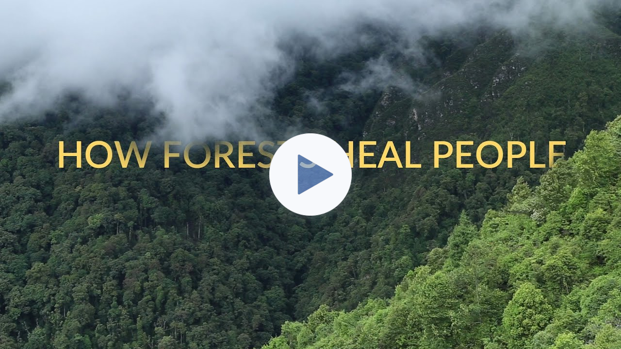 Forest Bathing | Shinrin-Yoku | Healing in Nature | Short Documentary