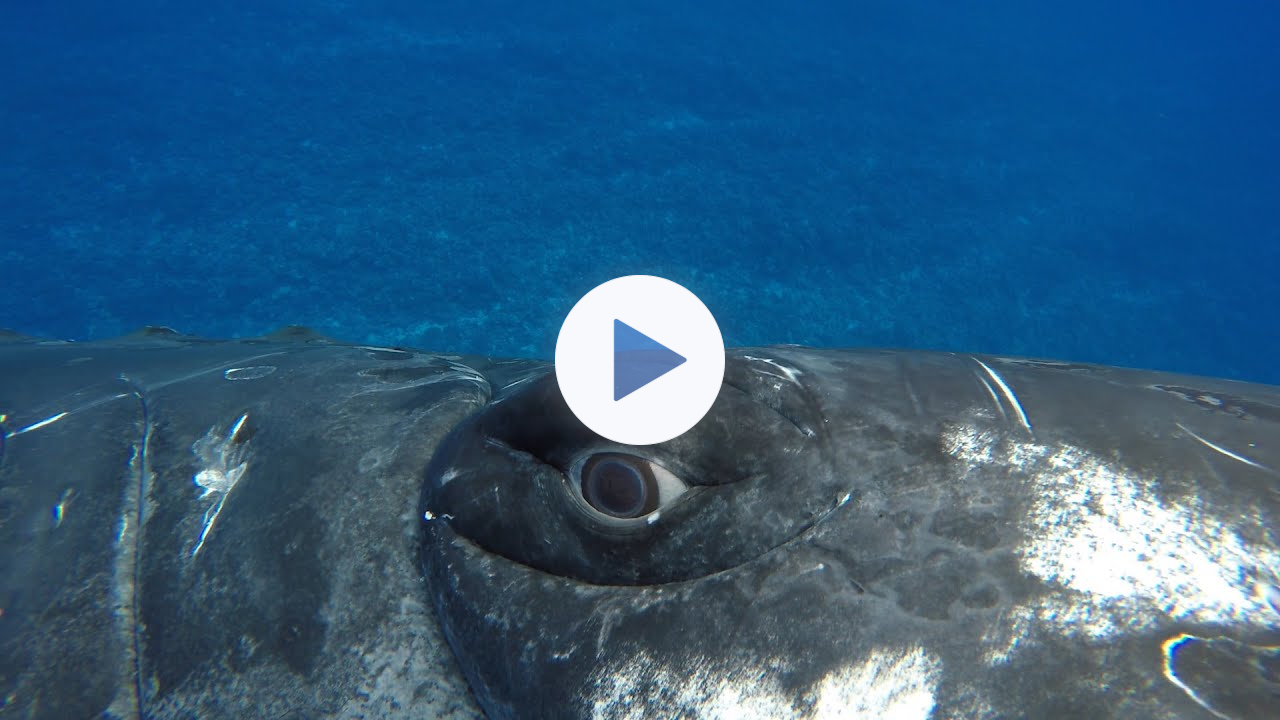 A Whale Saved My Life | Close Encounters | BBC Earth