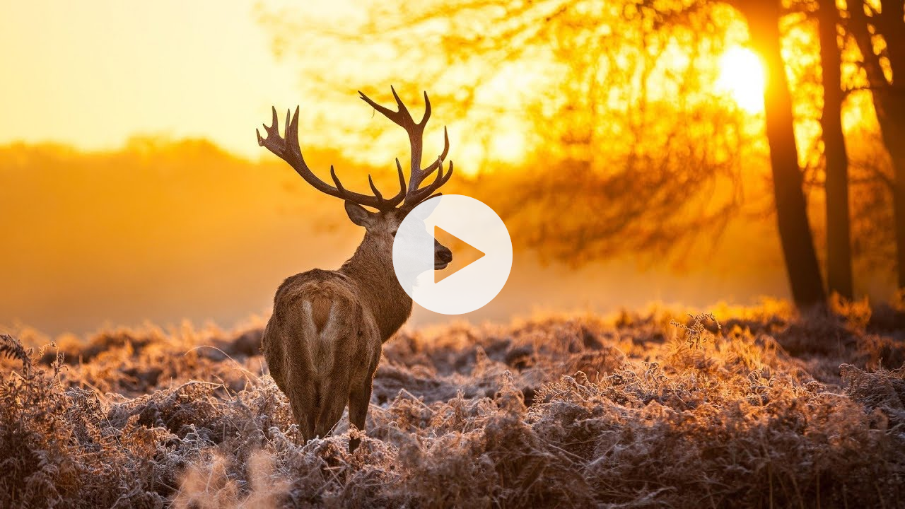 The Breathtaking Beauty of Nature | HD