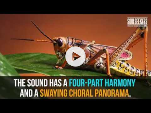 Cricket Symphony a Wonder of Nature