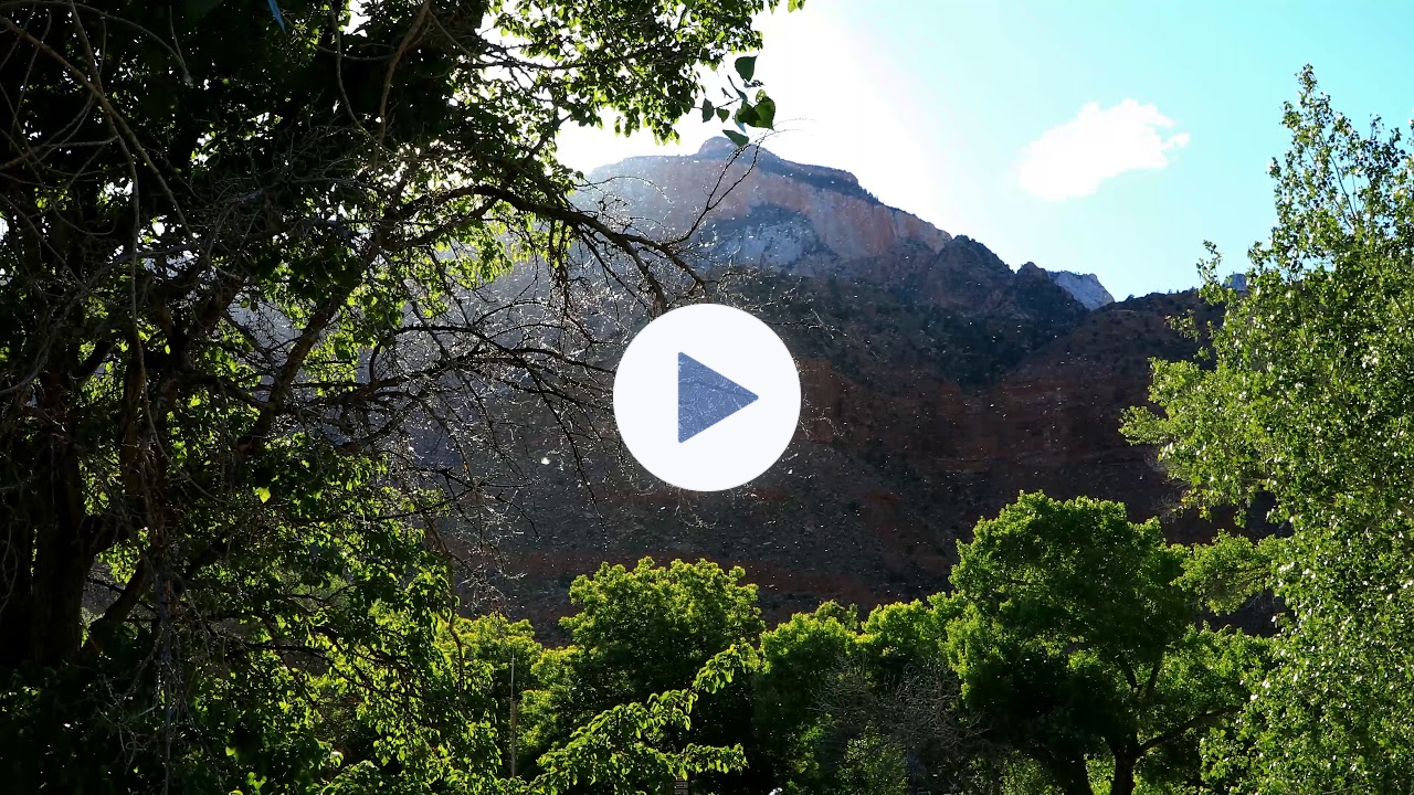 Cottonwood Trees spread their seeds....