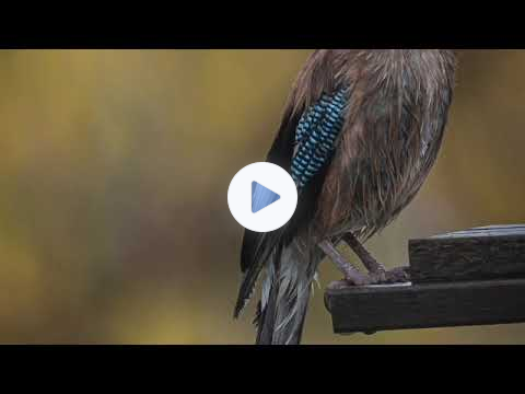 The Gift - Mary Oliver