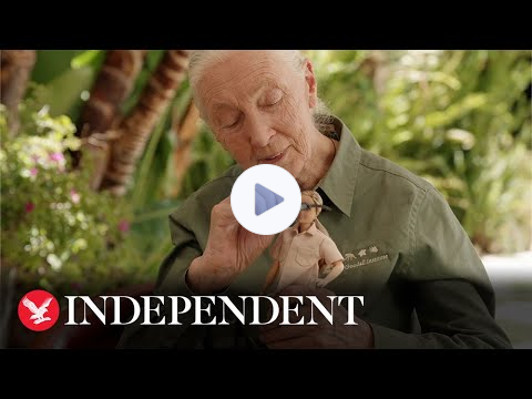 Barbie announces new Dr Jane Goodall doll