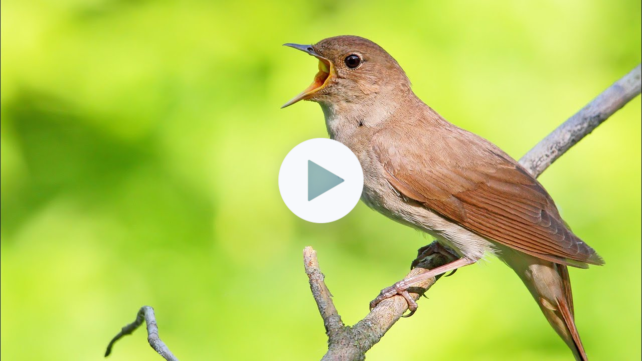 Singing nightingale. The best bird song
