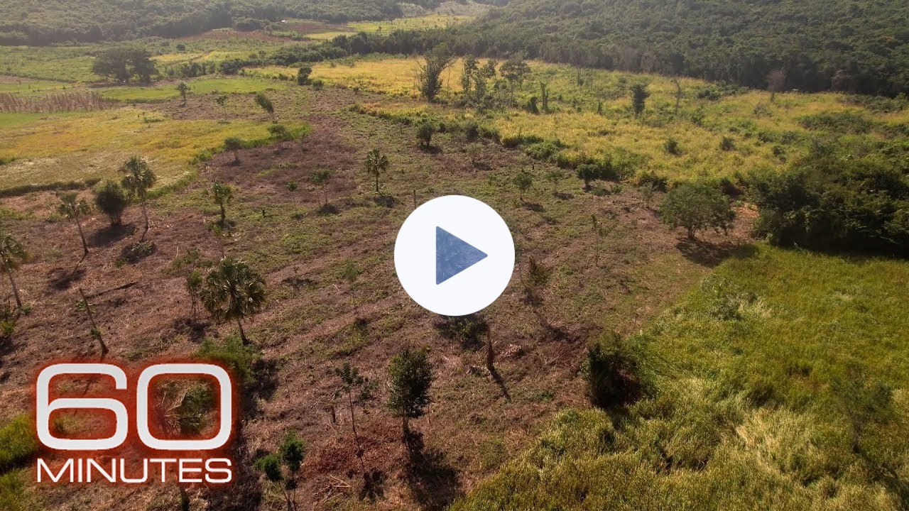 Earth currently experiencing a sixth mass extinction, according to scientists | 60 Minutes