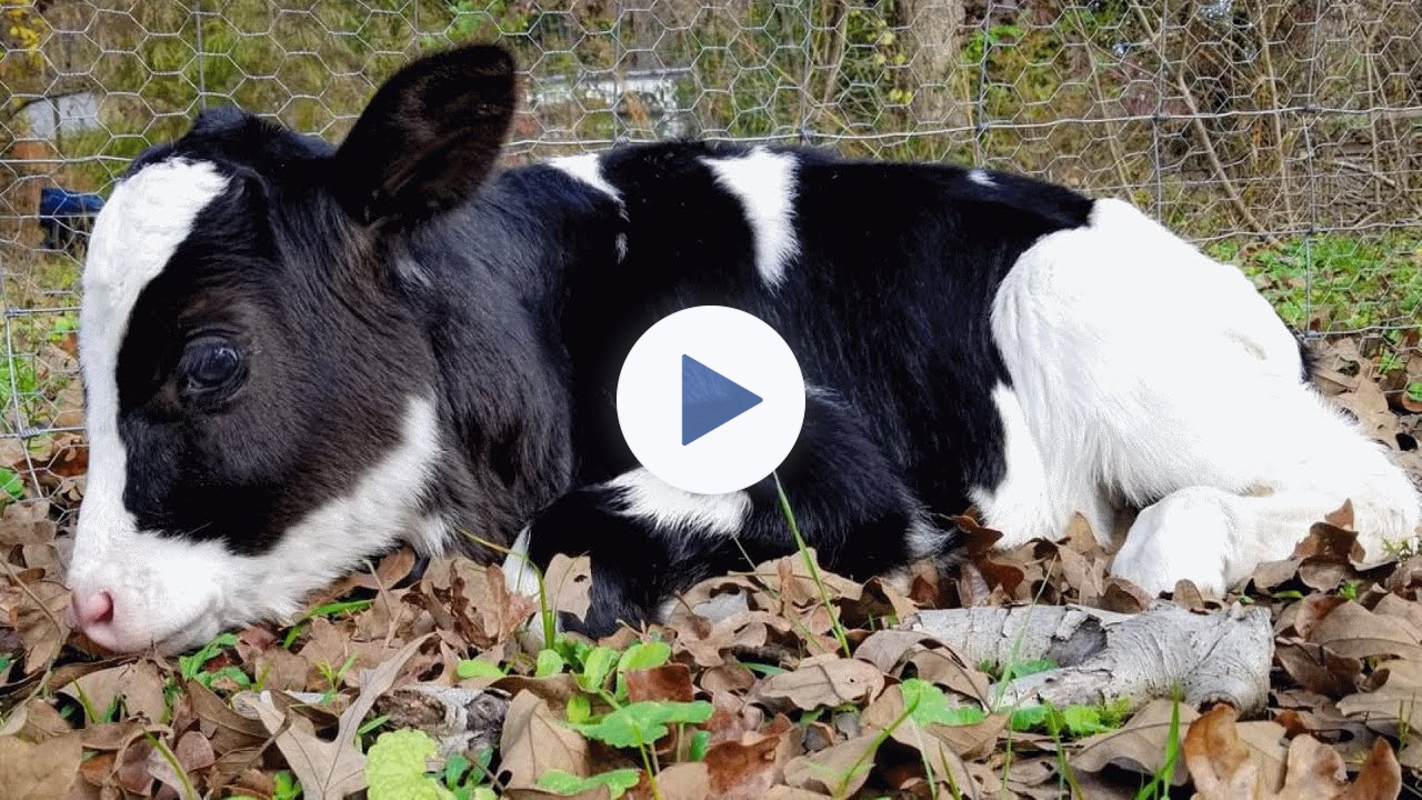 Nobody wanted this cow. Then she met the man of her dreams.