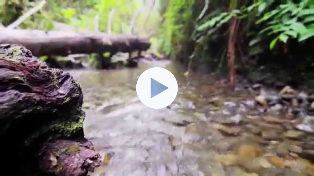 The Canticle of Creation