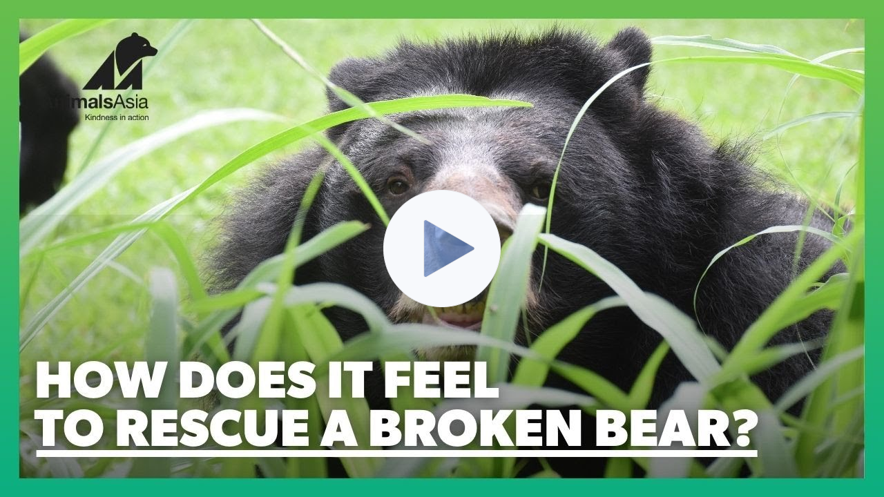 How does it feel to rescue a bear from a bile farm?
