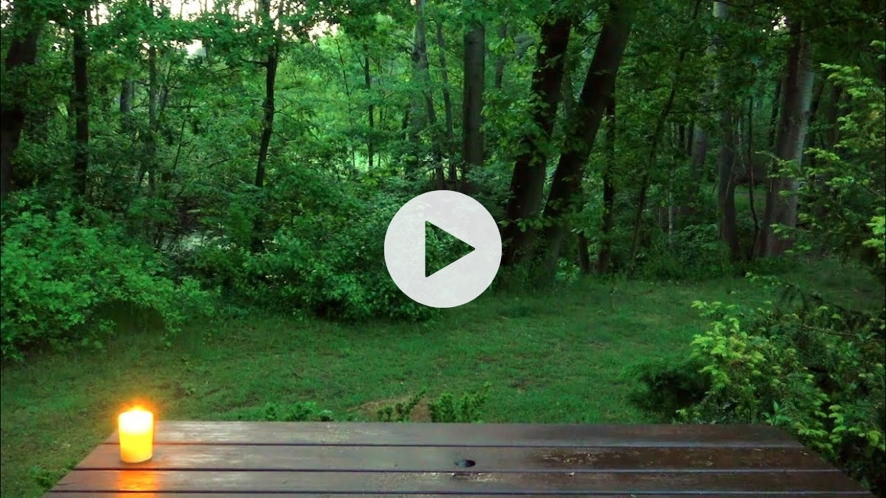 Dawn Chorus - Birds Singing like there is no Tomorrow