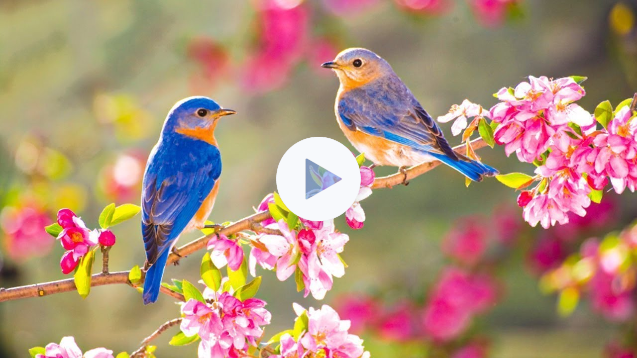 Instant Relief from Stress and Anxiety, Birds Singing in the Forest, Deep Healing Music for The Body