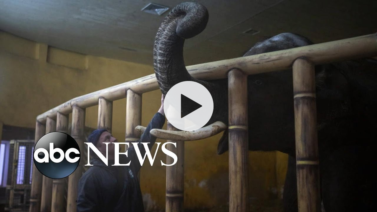 From tigers to guinea pigs, saving Ukraine's animals from war