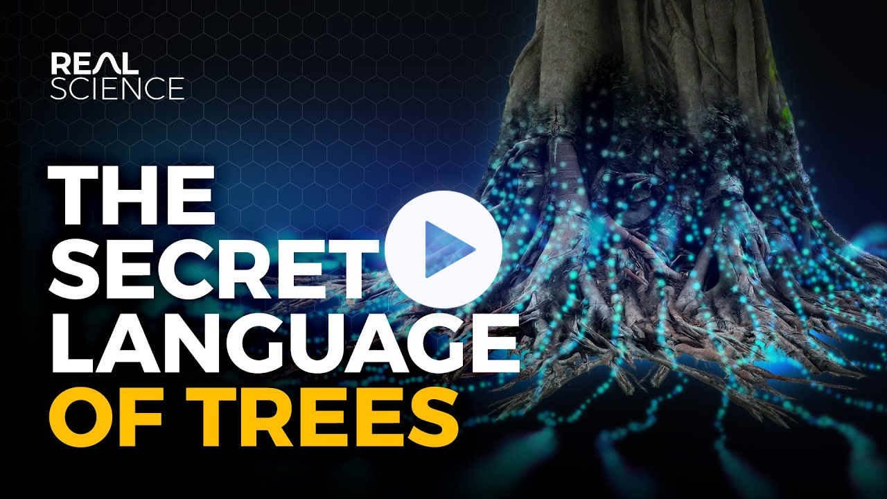 The Secret Language of Trees