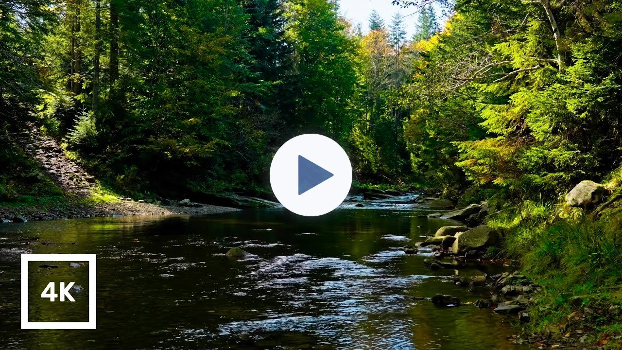 Forest River Nature Sounds - Gentle Stream with Birdsong | 4K Relaxing Nature Ambience for Sleep