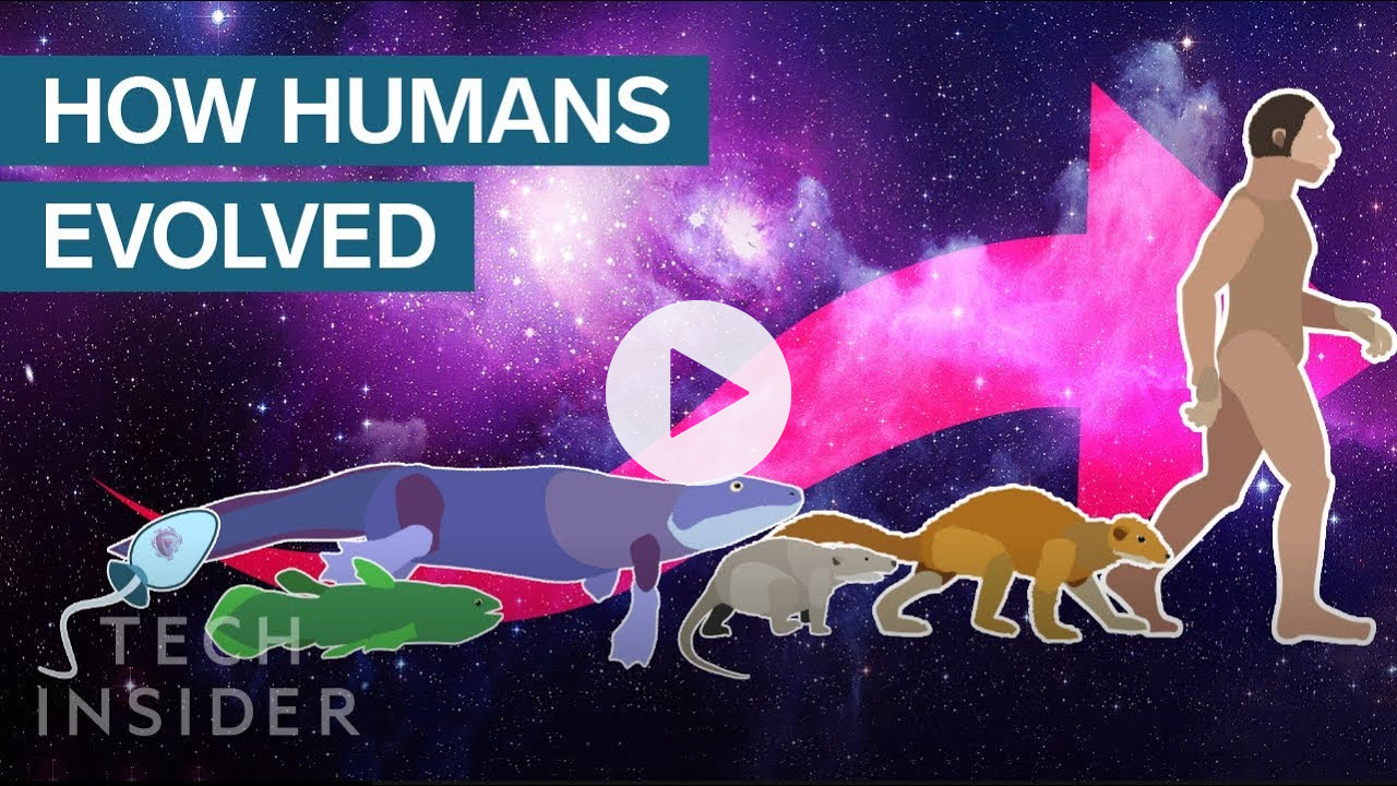 Incredible Animation Shows How Humans Evolved From Early Life