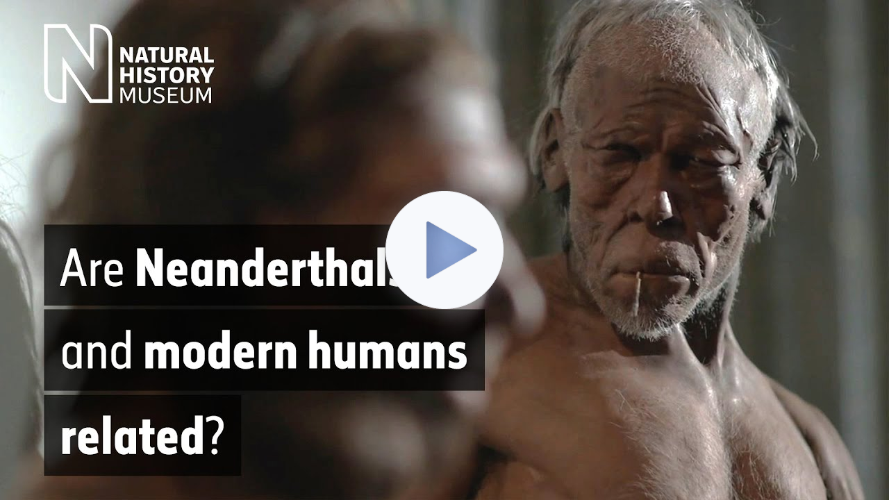 Are Neanderthals and modern humans related? | Natural History Museum