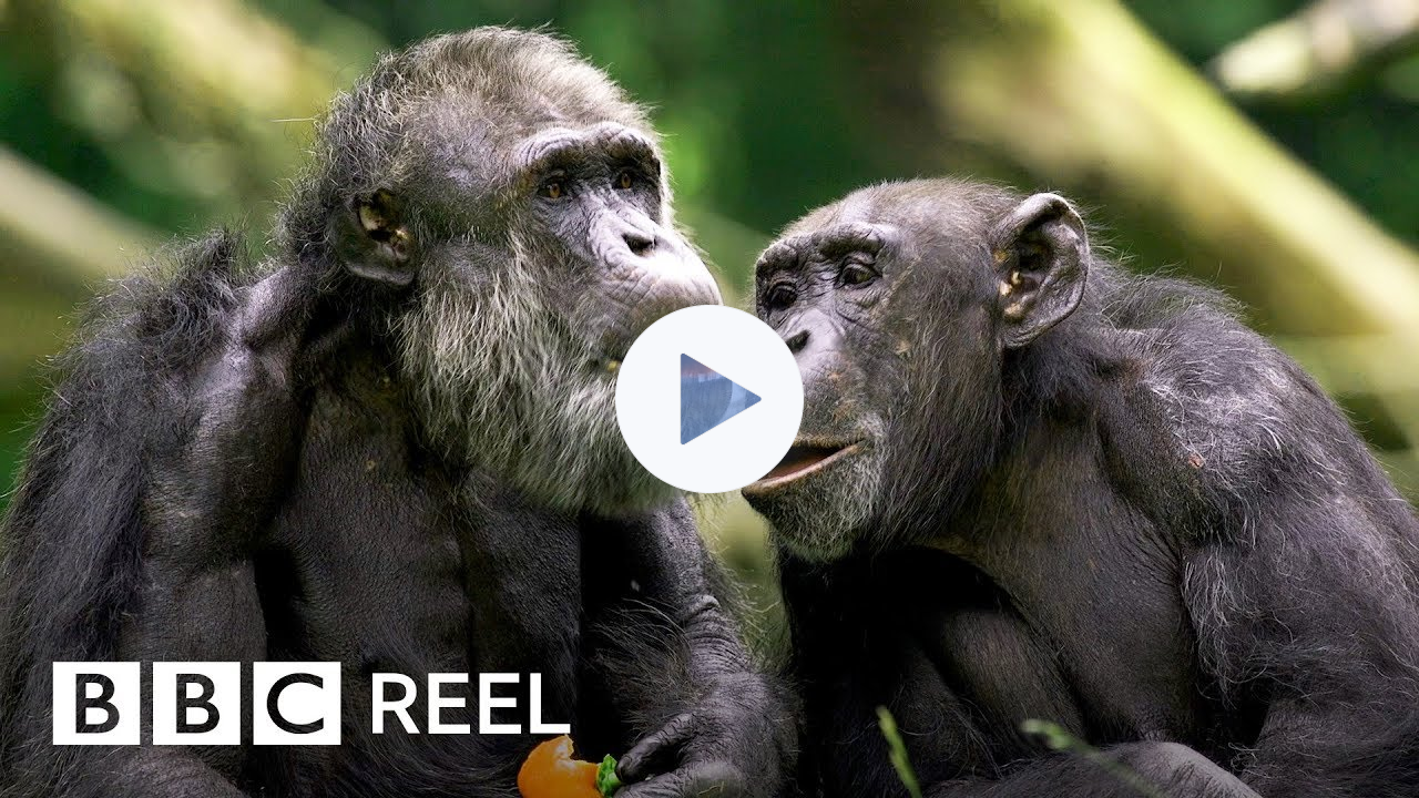 Chimpanzees are 'just like us' - BBC REEL