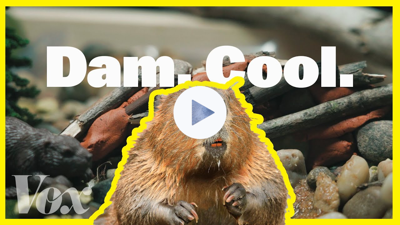 Why beavers matter as the planet heats up