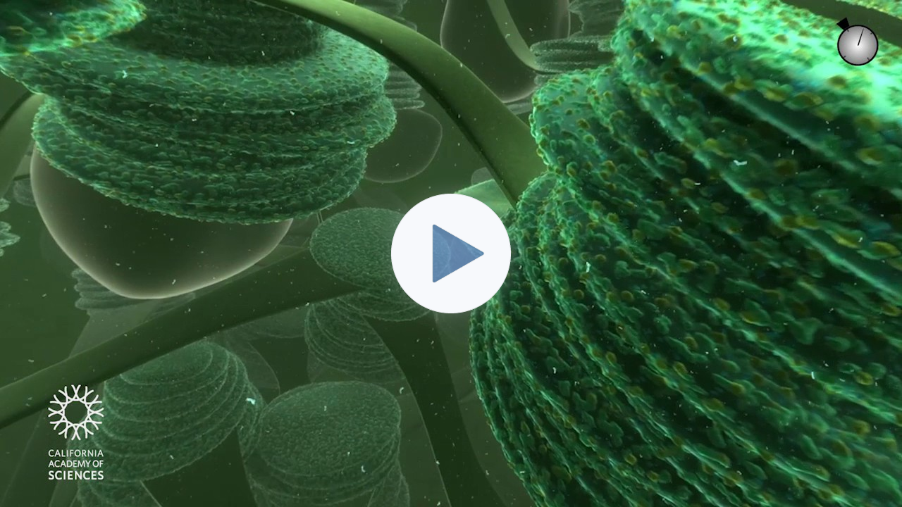 Travel Deep Inside a Leaf - Annotated Version | California Academy of Sciences