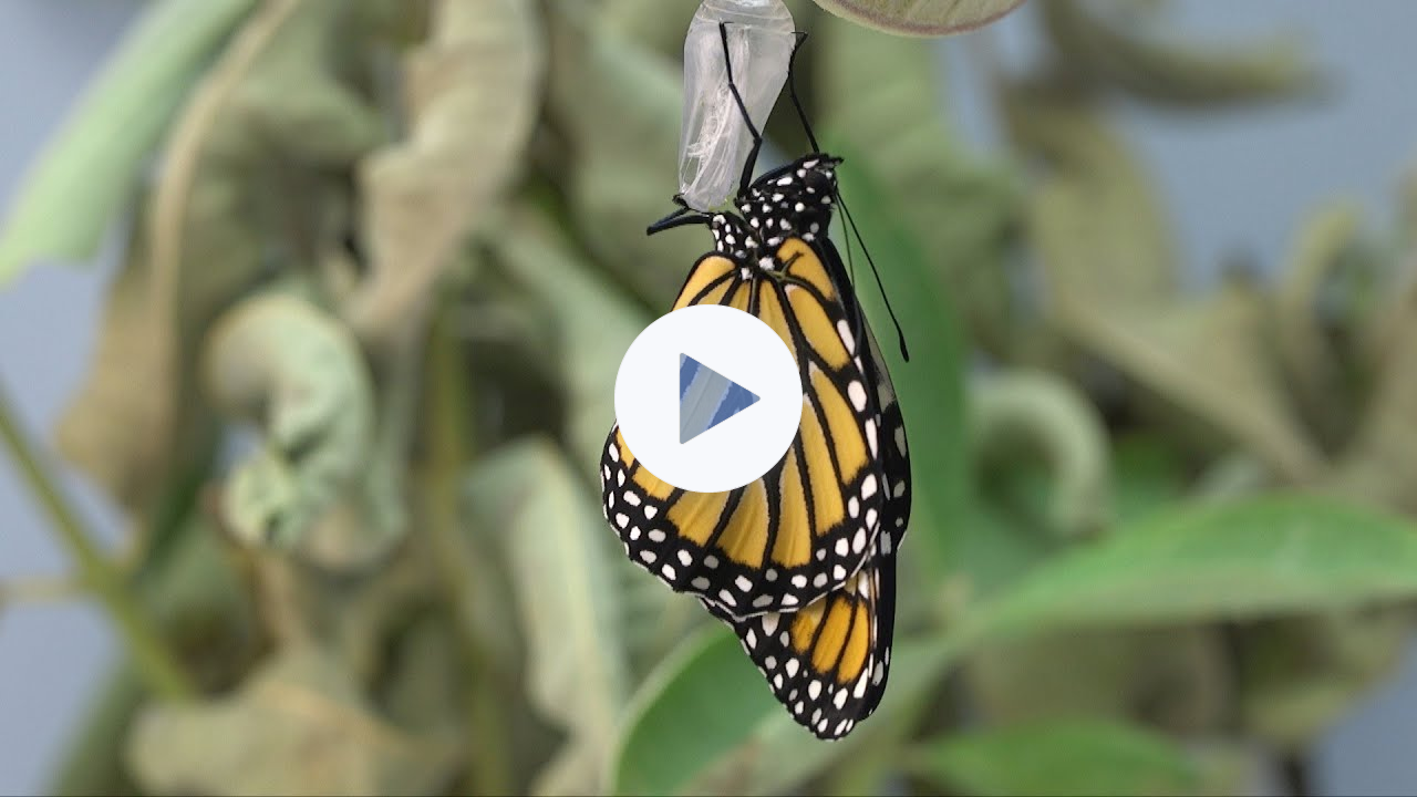 Monarch Butterfly Eclosing