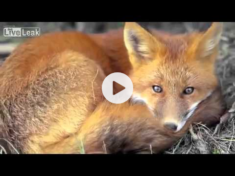 How Wolves Change Rivers