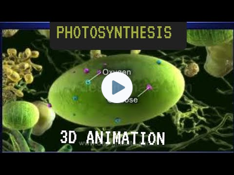 Photosynthesis 3D animation