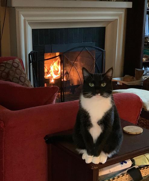 cat on table in front of couch and fireplace