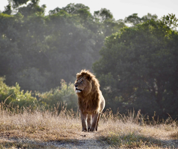 Lion Masai Mara