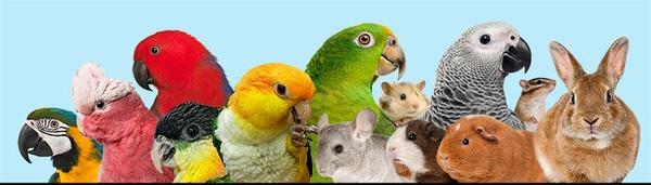 All Animal Header SM.jpg