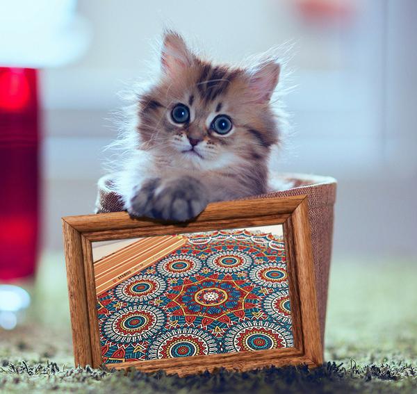   Kitteh Approved Coloring!