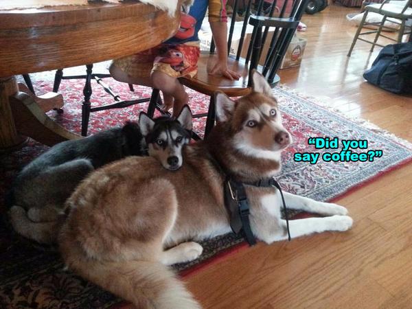 Morning Coffee 'n Moose! 