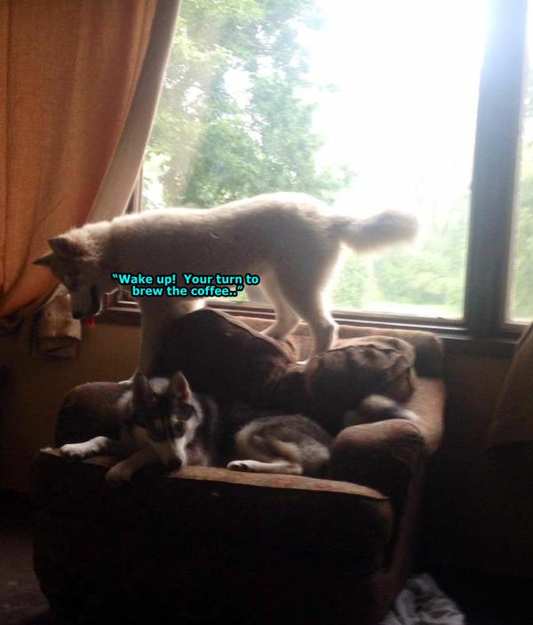 Morning Coffee 'n Moose!