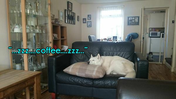 Morning Coffee 'n Moose! 