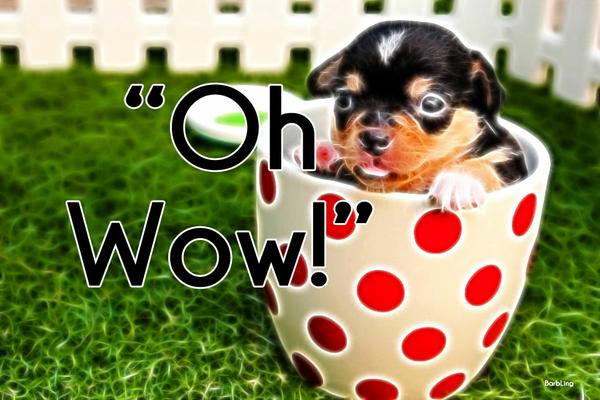 And that's only the beginning... better than viral puppies like this!