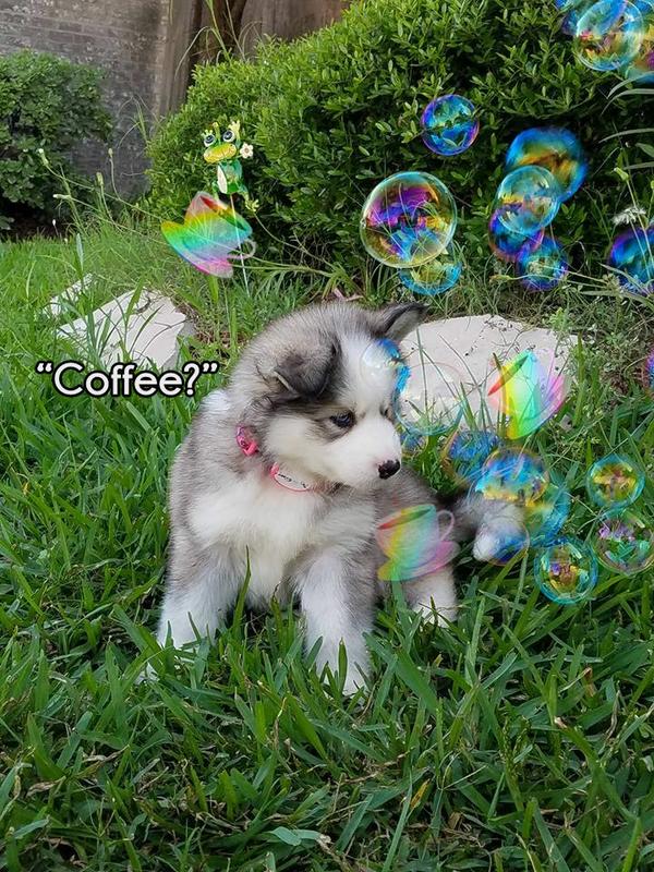 Morning Coffee 'n Moose! 