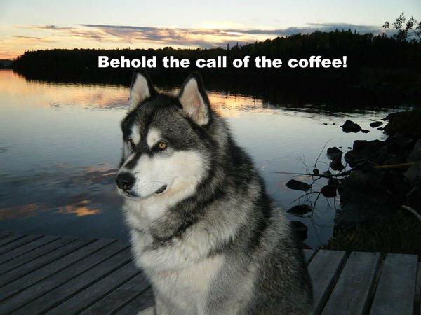 Morning Coffee 'n Moose! 