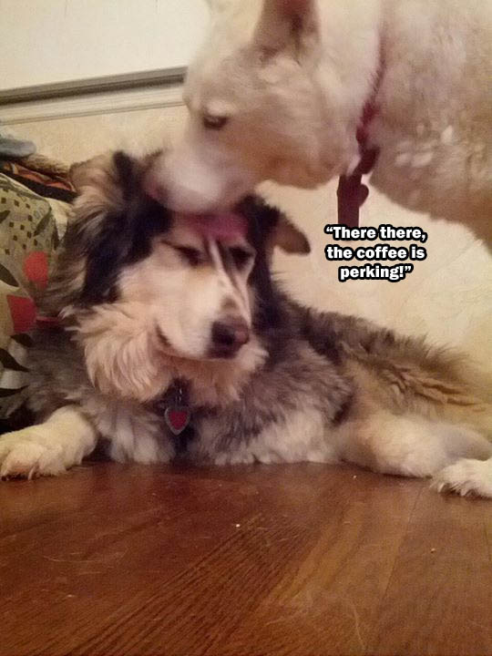 Morning Coffee 'n Moose! 