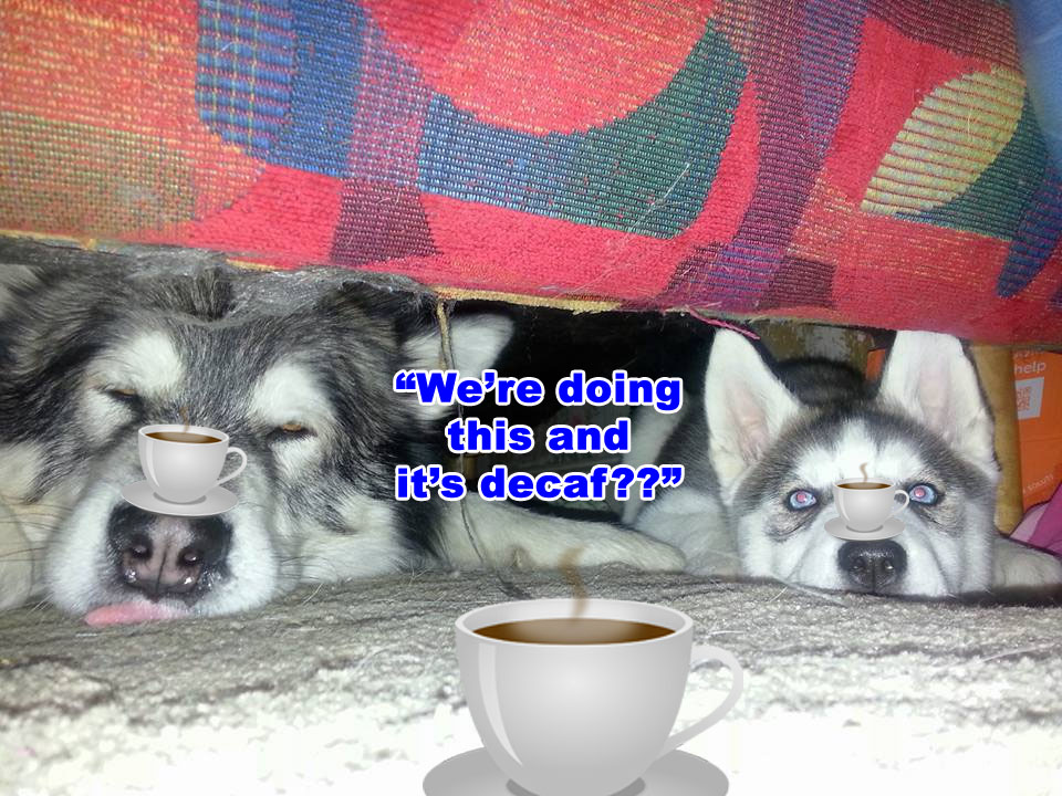 Morning Coffee 'n Moose! 