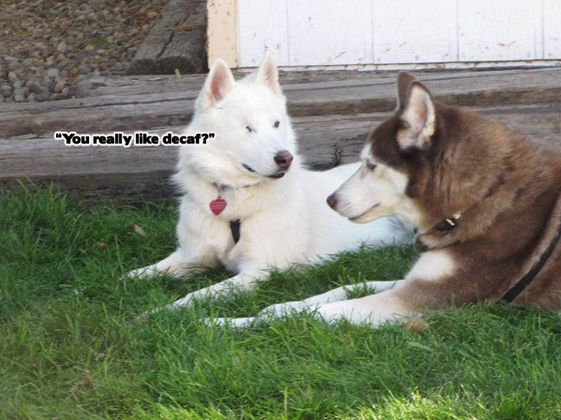 Morning Coffee 'n Moose! 