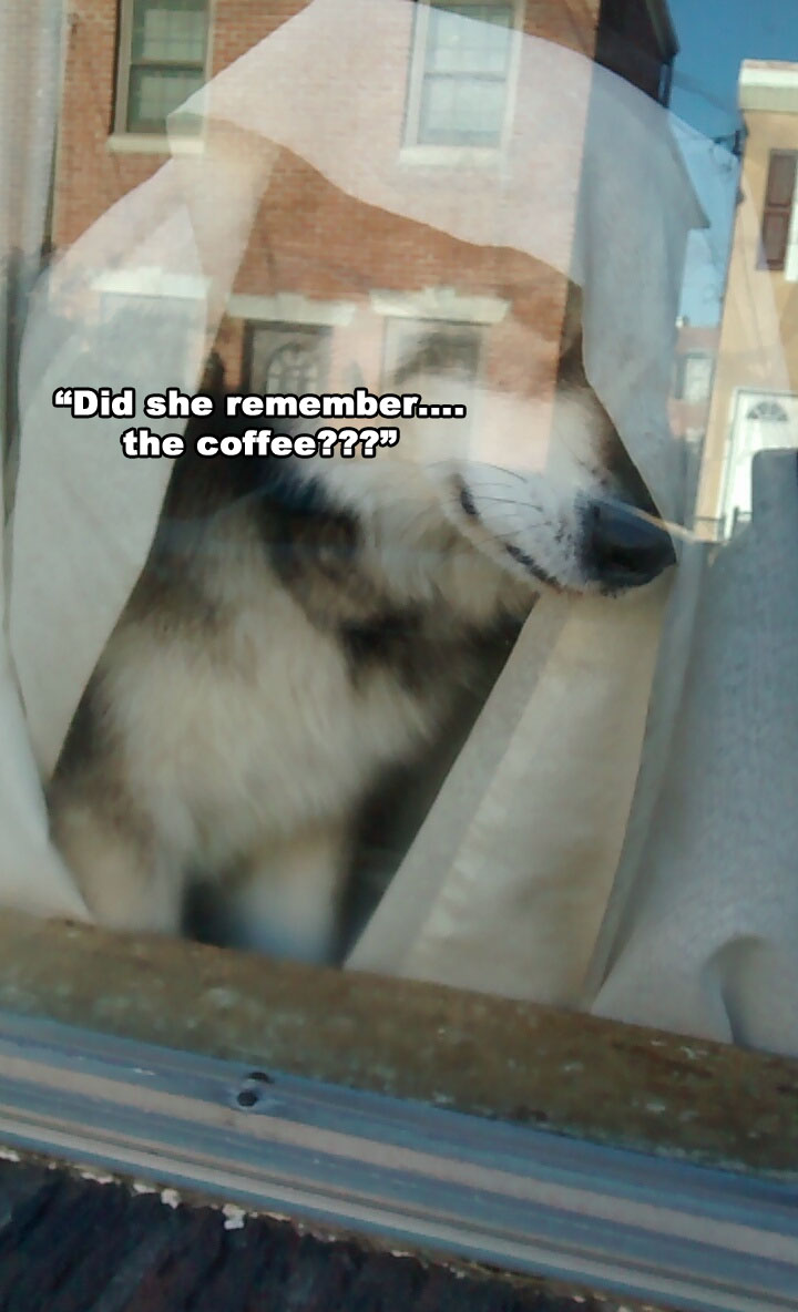 Morning Coffee 'n Moose! 