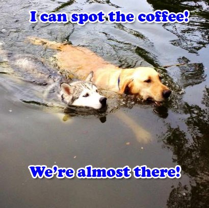 Morning Coffee 'n Moose! 