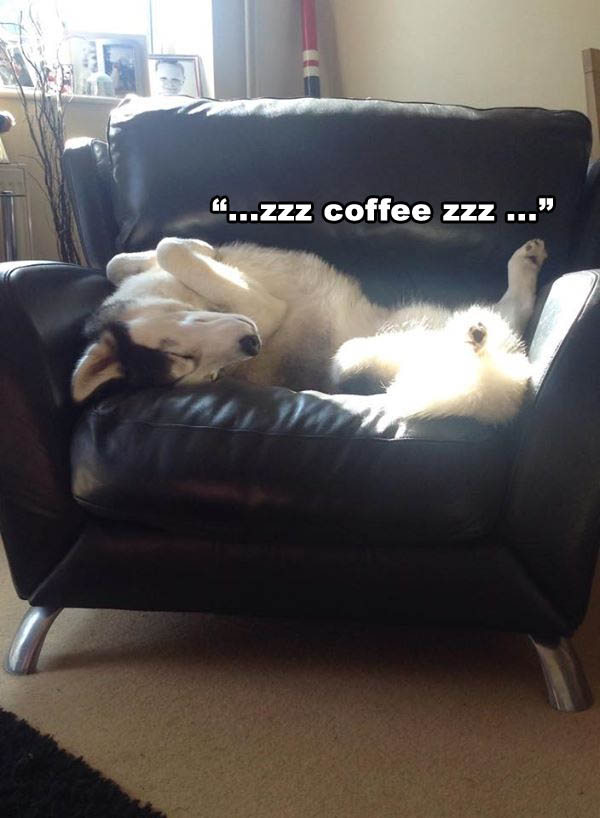 Morning Coffee 'n Moose! 