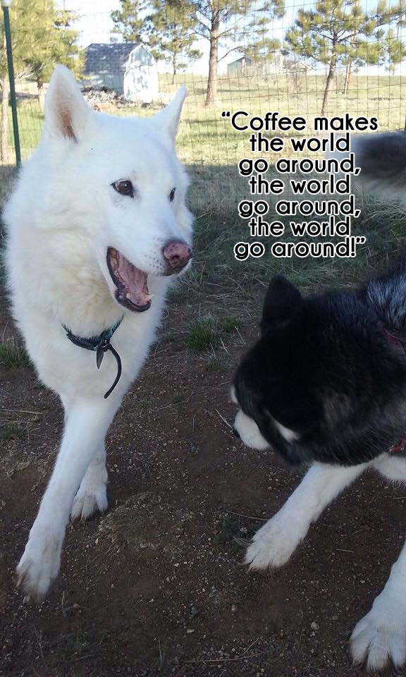 Morning Coffee 'n Moose! 