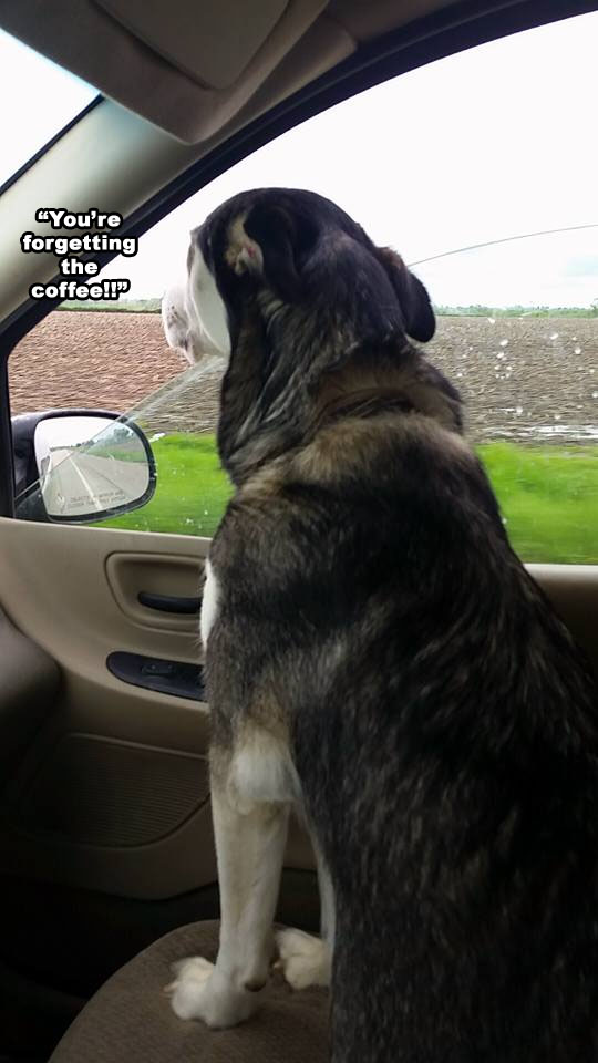 Morning Coffee 'n Moose! 