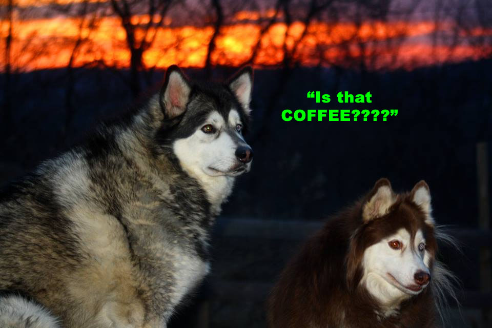 Morning Coffee 'n Moose! 