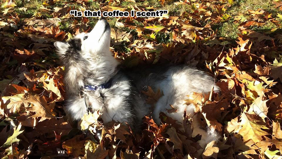 Morning Coffee 'n Moose! 