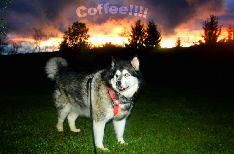 Morning Coffee 'n Moose! 