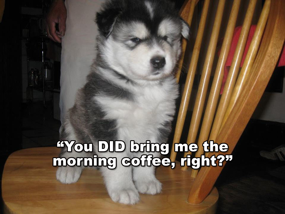 Morning Coffee 'n Moose! 