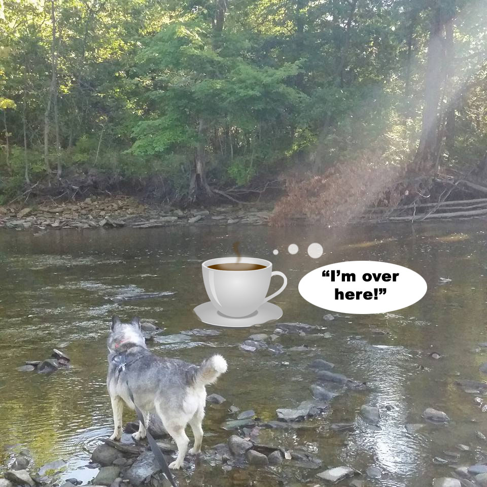 Morning Coffee 'n Moose! 