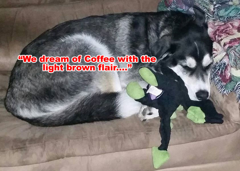 Morning Coffee 'n Moose! 